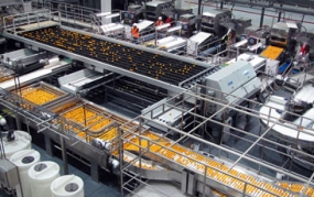 Fruit Processing Line