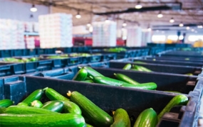 Vegetable Processing Line